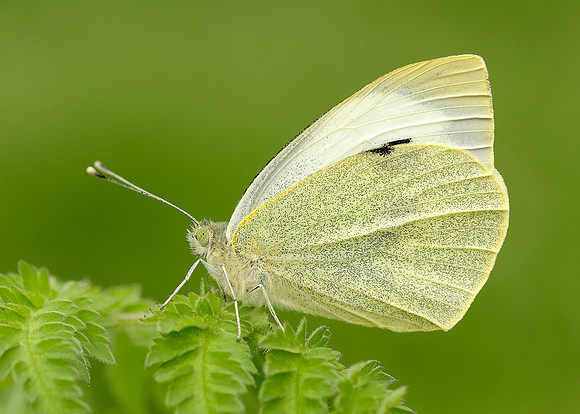 Large White Pieris brassicae