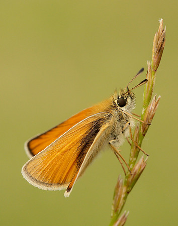 Essex Skipper Thymelicus lineola