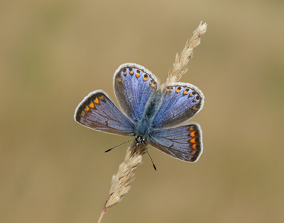Common Blue Polyommatus icarus