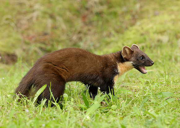 Pine Marten Martes martes