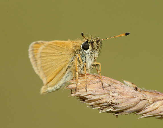 Essex Skipper Thymelicus lineola