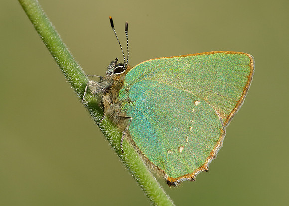 Green Hairstreak Callophrys rubi