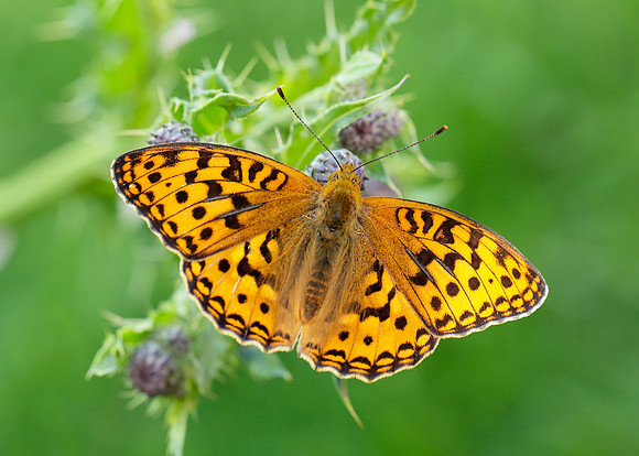 High Brown Fritillary Argynnis adippe