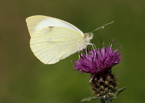 Large White Pieris brassicae