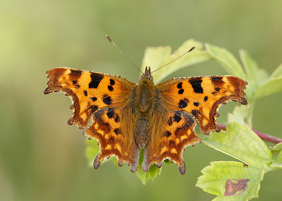 Comma Polygonia c-album