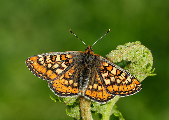 Marsh Fritillary Euphydryas aurinia