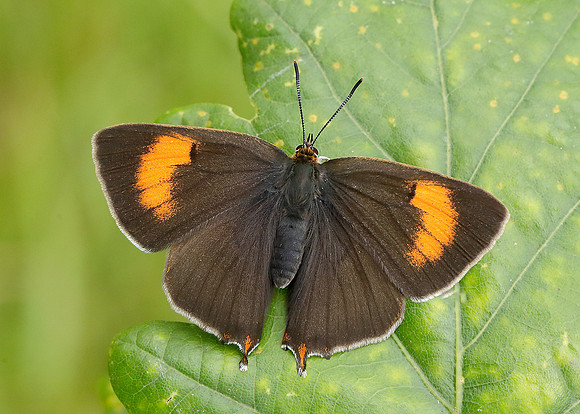 Brown Hairstreak Thecla betulae