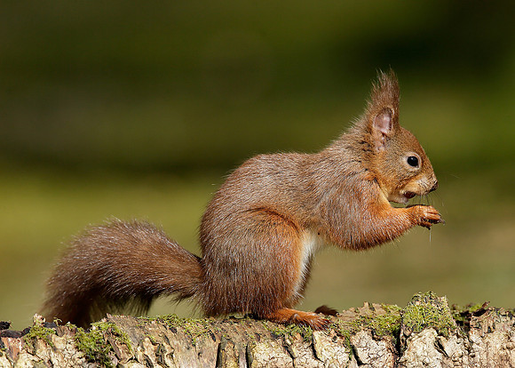 Red Squirrel Sciurus vulgaris