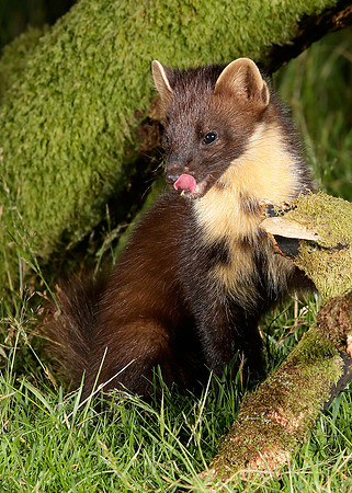 Pine Marten Martes martes