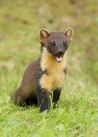 Pine Marten Martes martes
