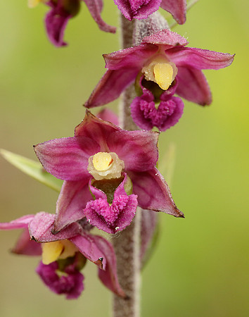Dark Red Helleborine Epipactis atrorubens