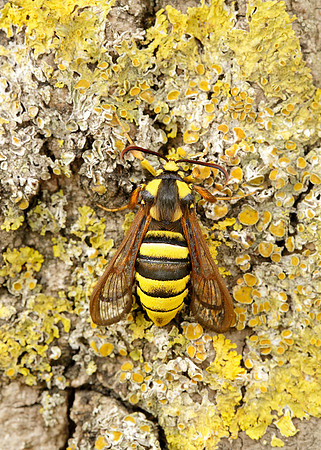 52.002 BF0370 Hornet Moth Sesia apiformis