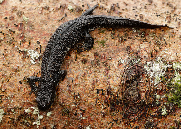 Great Crested Newt Triturus cristatus;