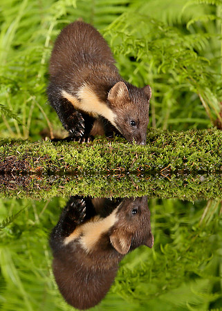 Pine Marten Martes martes