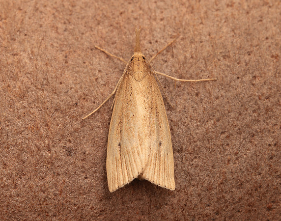 63.077 BF1290 Chilo phragmitella