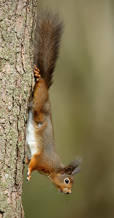 Red Squirrel Sciurus vulgaris