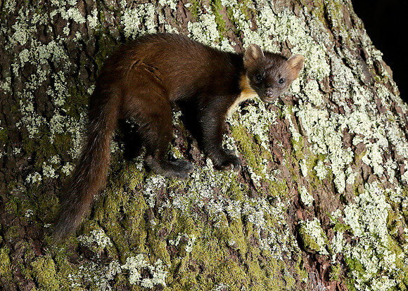 Pine Marten Martes martes