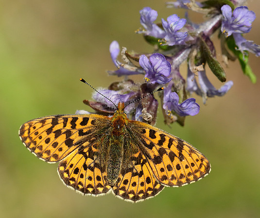Pearl-Bordered Fritillary Boloria euphrosyne