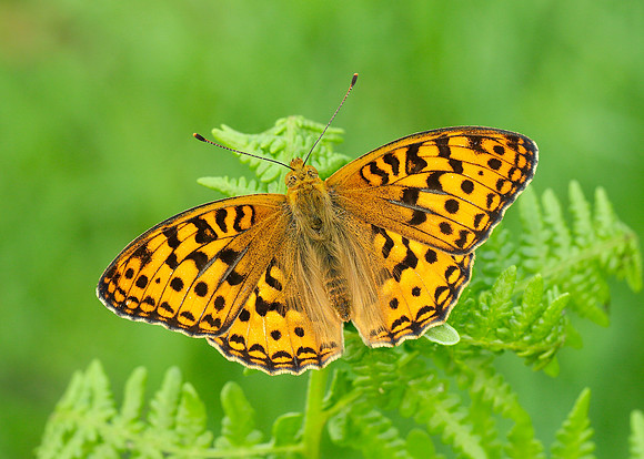 High Brown Fritillary Argynnis adippe