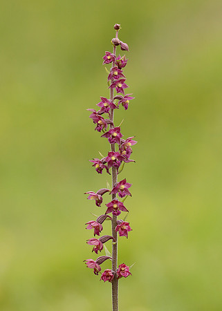 Dark Red Helleborine Epipactis atrorubens