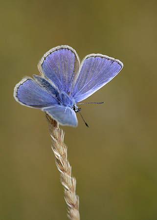Common Blue Polyommatus icarus