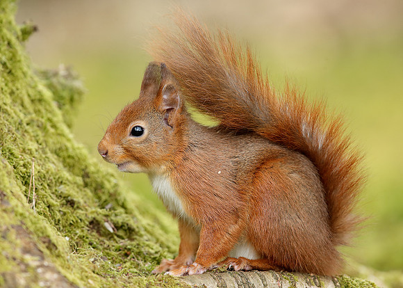 Red Squirrel Sciurus vulgaris