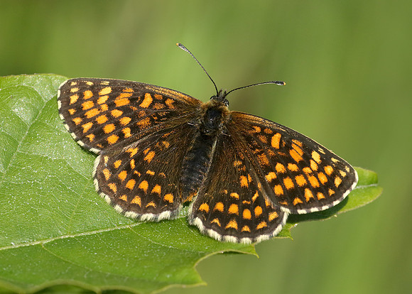 Heath Fritillary Melitaea athalia