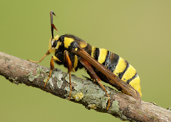 52.002 BF0370 Hornet Moth Sesia apiformis