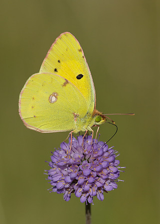 Clouded Yellow Colias croceus