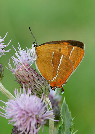 Brown Hairstreak Thecla betulae
