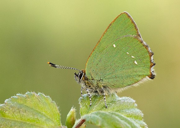 Green Hairstreak Callophrys rubi