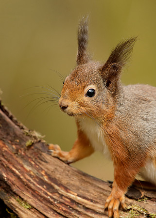 Red Squirrel Sciurus vulgaris