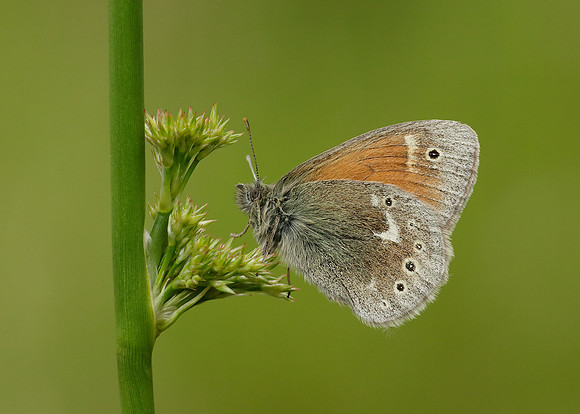 Large Heath Coenonympha tullia polydama