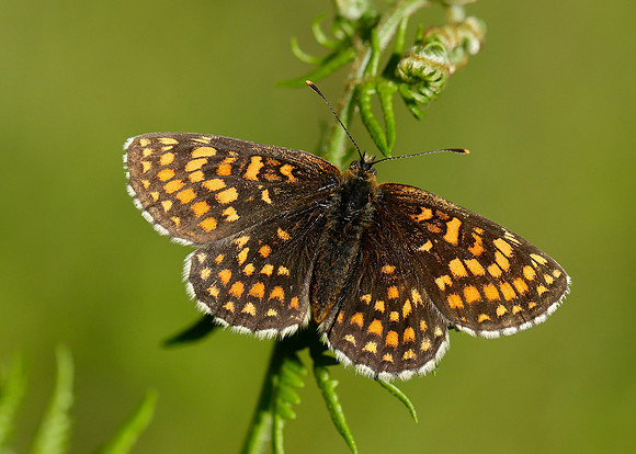 Heath Fritillary Melitaea athalia