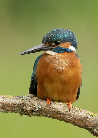 Kingfisher Alcedo atthis