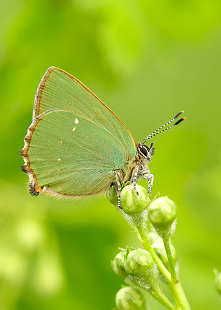 Green Hairstreak Callophrys rubi