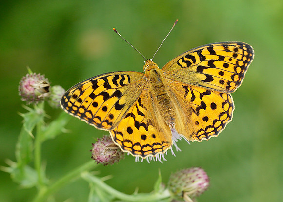 High Brown Fritillary Argynnis adippe