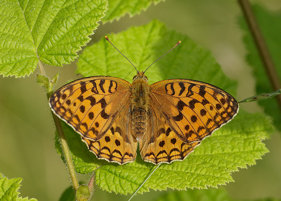 High Brown Fritillary Argynnis adippe