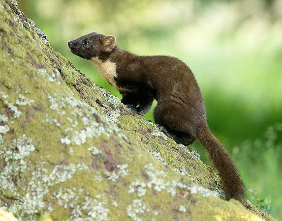 Pine Marten Martes martes