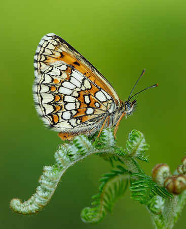 Heath Fritillary Melitaea athalia