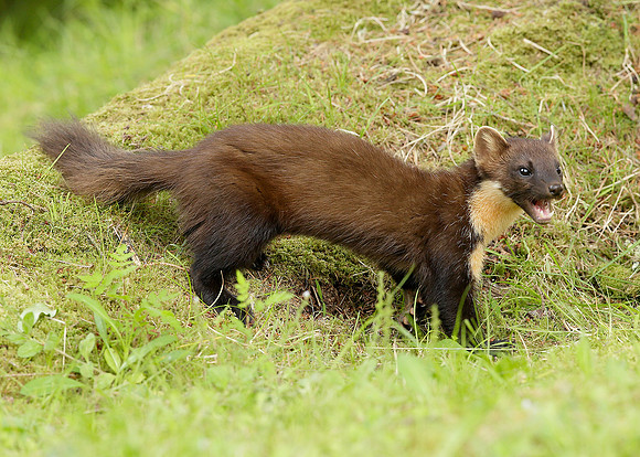 Pine Marten Martes martes
