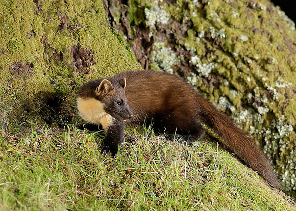 Pine Marten Martes martes