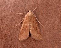 63.117 BF1348 Ringed China-mark Parapoynx stratiotata
