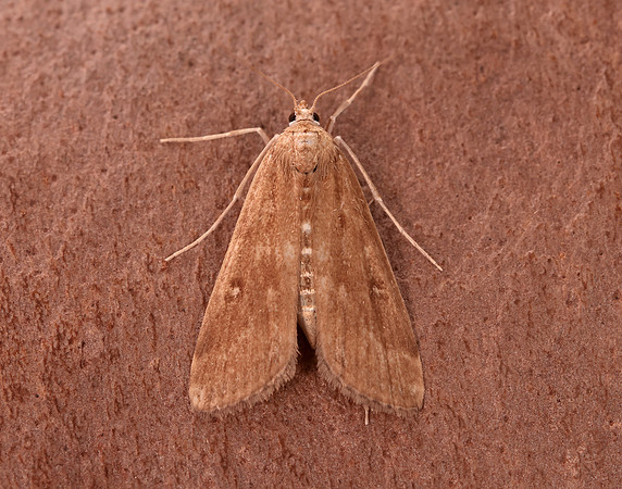 63.117 BF1348 Ringed China-mark Parapoynx stratiotata