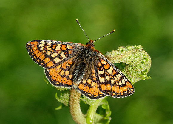 Marsh Fritillary Euphydryas aurinia