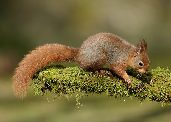 Red Squirrel Sciurus vulgaris
