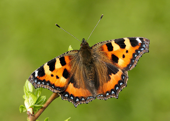 Small Tortoiseshell Aglais urticae