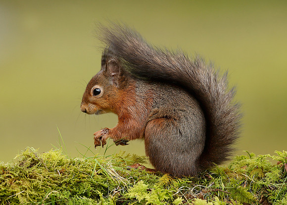 Red Squirrel Sciurus vulgaris