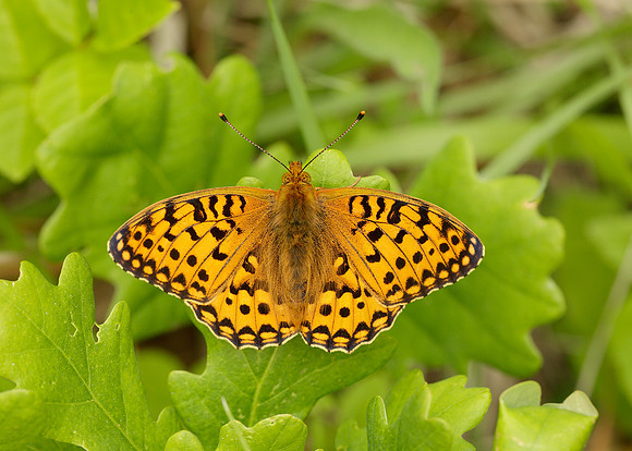 Dark Green Fritillary Argynnis aglaja