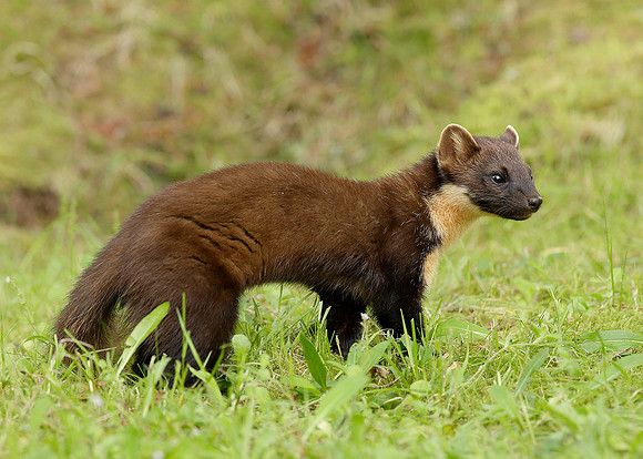 Pine Marten Martes martes